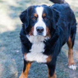 Pepper - Bernese Mountain Dog