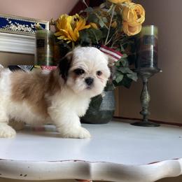 Boy 1 Little Simba - Red and white male Shih Tzu puppy in Troy, Michigan from "Shihtzu Best Friend"