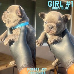 Baby blue Girl  #1 - Brindle French Bulldog puppy in San Diego, California from Forbes List Frenchies
