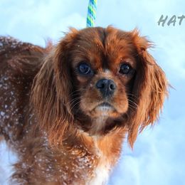 Ruby - Cavalier King Charles Spaniel