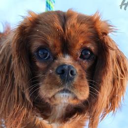 Ruby - Cavalier King Charles Spaniel