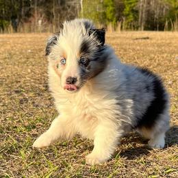 Shetland Sheepdog Puppies from Retter Ridge