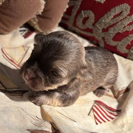 Boy 5 - Chocolate brindle male Havanese puppy in East Lansing, Michigan from VanCort's Happy Havanese