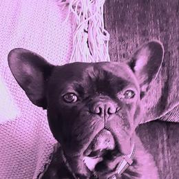 Stitch - French Bulldog
