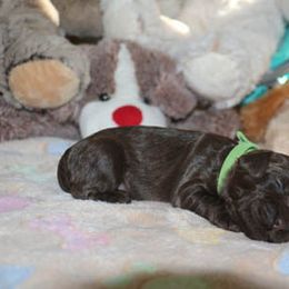 Cockapoo Puppies from JP Cockapoos LLC