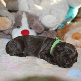 Cockapoo Puppies from JP Cockapoos LLC
