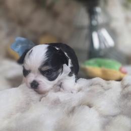 Winston - Black and white male Chihuahua puppy in Brooksville, Florida from Daystars Chihuahuas