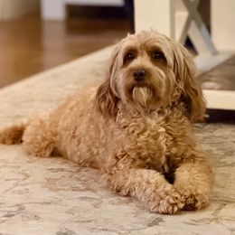 Annie - Goldendoodle