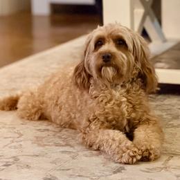 Annie - Goldendoodle
