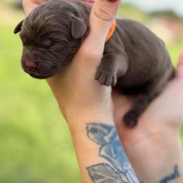Orange boy - Chocolate male Labrador Retriever puppy in Conway, Missouri from Ozark Mountain Kennel
