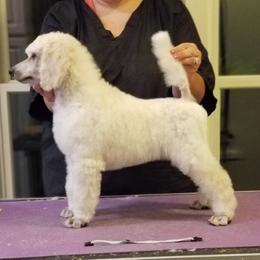 Poodle Puppies from Celeto Standard & Miniature Poodles