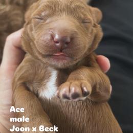 Ace - Red male Australian Labradoodle puppy in Chuluota, Florida from Delano Australian Labradoodles