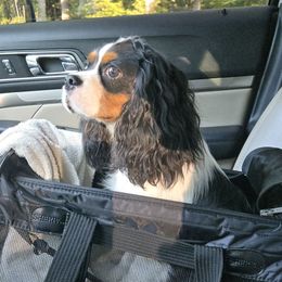 Legend - Cavalier King Charles Spaniel