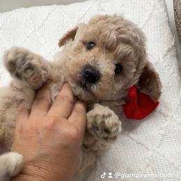 Maltipoo puppies from GlamPaw Maltipoos