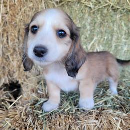 Trisket - Piebald female Dachshund puppy in Moses Lake, Washington from Dynamic Doxies