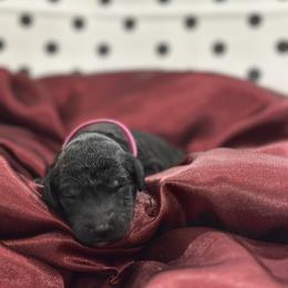 Pongo - Black male Poodle puppy in Chino Valley, Arizona from Whiskey Row Royals