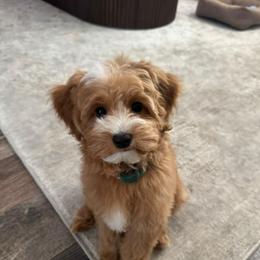 Goldendoodle Puppies from DayDream Doodles
