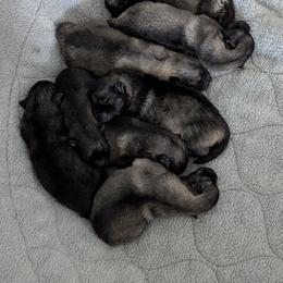 Girl 1 - Black and silver female Keeshond puppy in Fayetteville, Tennessee from Erbekees-Keeshonden