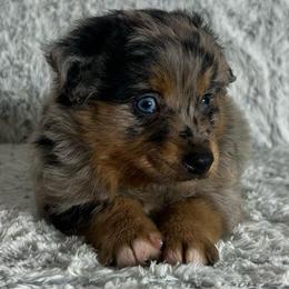 Ladybug - Blue merle female Miniature Australian Shepherd puppy in Sulphur, Louisiana from Triple J Aussies and Corgis