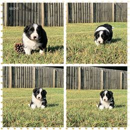 Girl 3 - Border Collie puppy from Kensington Border Collies