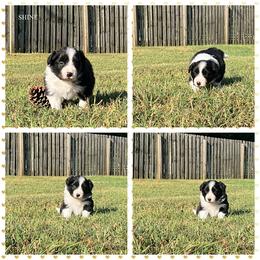 Girl 3 - Border Collie puppy from Kensington Border Collies