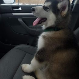 Alaskan Malamute Puppies from ArctiCircle Alaskan Malamutes