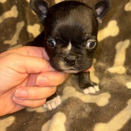 Midnight Berry - Black and white male French Bulldog puppy in Holiday, Florida from In the Name of Fluff