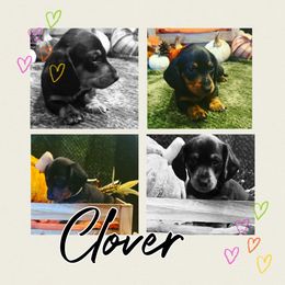 Clover - Black and tan male Dachshund puppy in Sulphur Springs, Texas from Waggin Beach Paradise Doxies