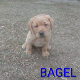 Bagel - Yellow male Labrador Retriever puppy in Prince George, Virginia from Kingdom Kenelz Labradors