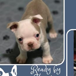 Boston Terrier Puppies from Lola & Milo's Pups-Boston Terrier -CKC