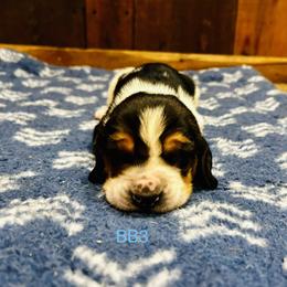 BB3 - Black brown and white male Basset Hound puppy in Britton, South Dakota from K&S Canines