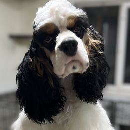 Ashby - Cocker Spaniel