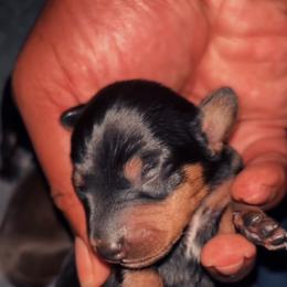 Rico - Black and tan male Dachshund puppy in Los Angeles, California from Mini Doxies R Us