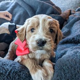 Pink Girl - Apricot Goldendoodle puppy in Piedmont, South Carolina from Mountain Ridge Doodles