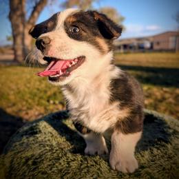 Spud - Black and tan male Pembroke Welsh Corgi puppy in Hotchkiss, Colorado from Bell S Ranch