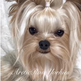 Leo - Yorkshire Terrier