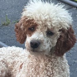 Aubie - Poodle