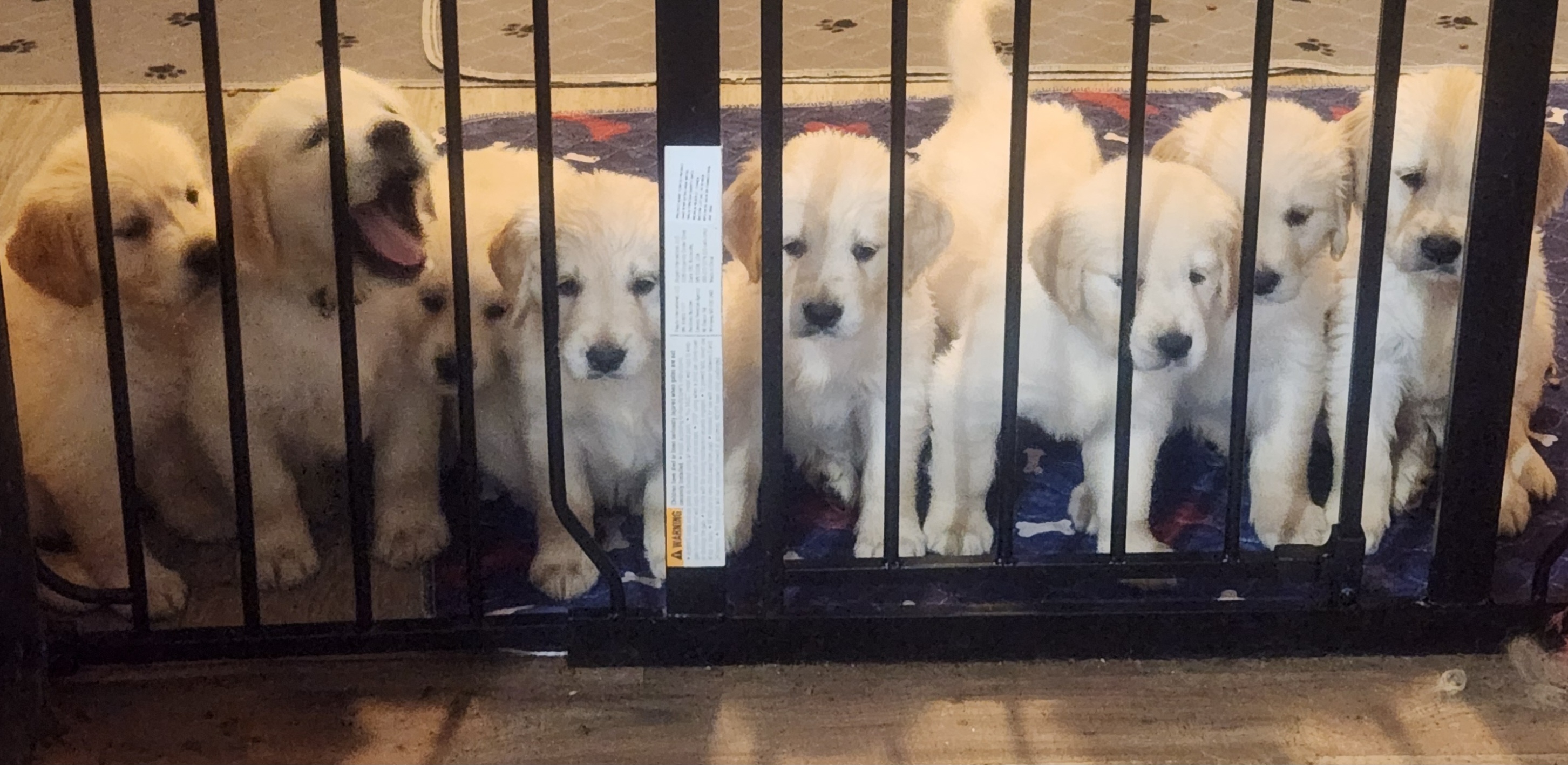 Halo Kennels in Ohio Golden Retriever puppies Good Dog