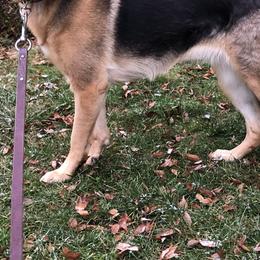German Shepherds from Debra Grieco German Shepherds