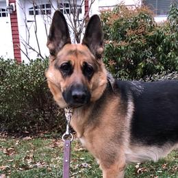 German Shepherds from Debra Grieco German Shepherds