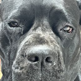 Mater - Cane Corso