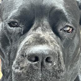 Mater - Cane Corso
