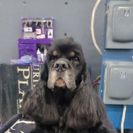 Harrison - Cocker Spaniel