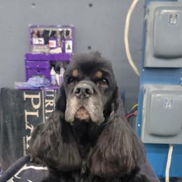 Harrison - Cocker Spaniel