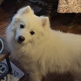 Koop - American Eskimo Dog