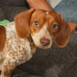 Dachshunds from Amanda Weenick
