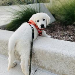 Golden Retriever and Labrador Retriever Puppies from Golden Bundles