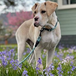 Boxer All Grown Up from Dudley’s Dream Boxers