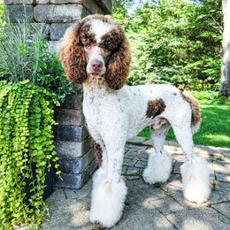 Poodles from Dog Mom Co.