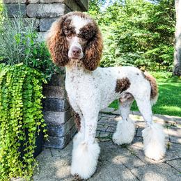 Poodles from Dog Mom Co.